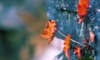世界登山青年导师长期追踪研究第30期数据摘要发布，世界登山运动员排名